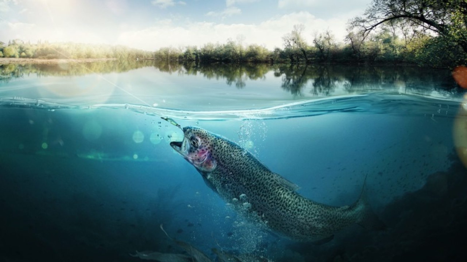 Imagen de Como peces en el agua